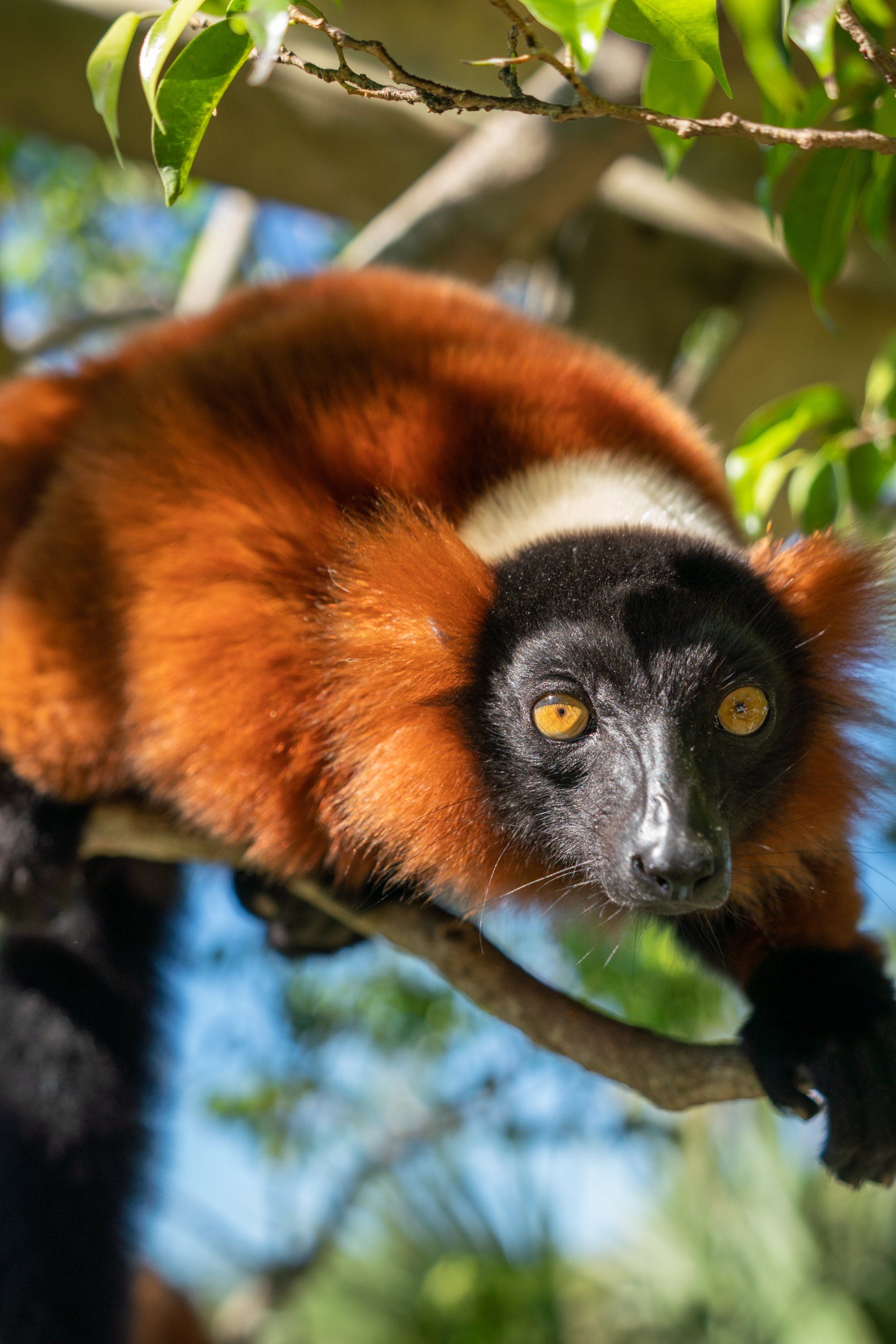 A close up of a lemur hanging from a tree branch.
