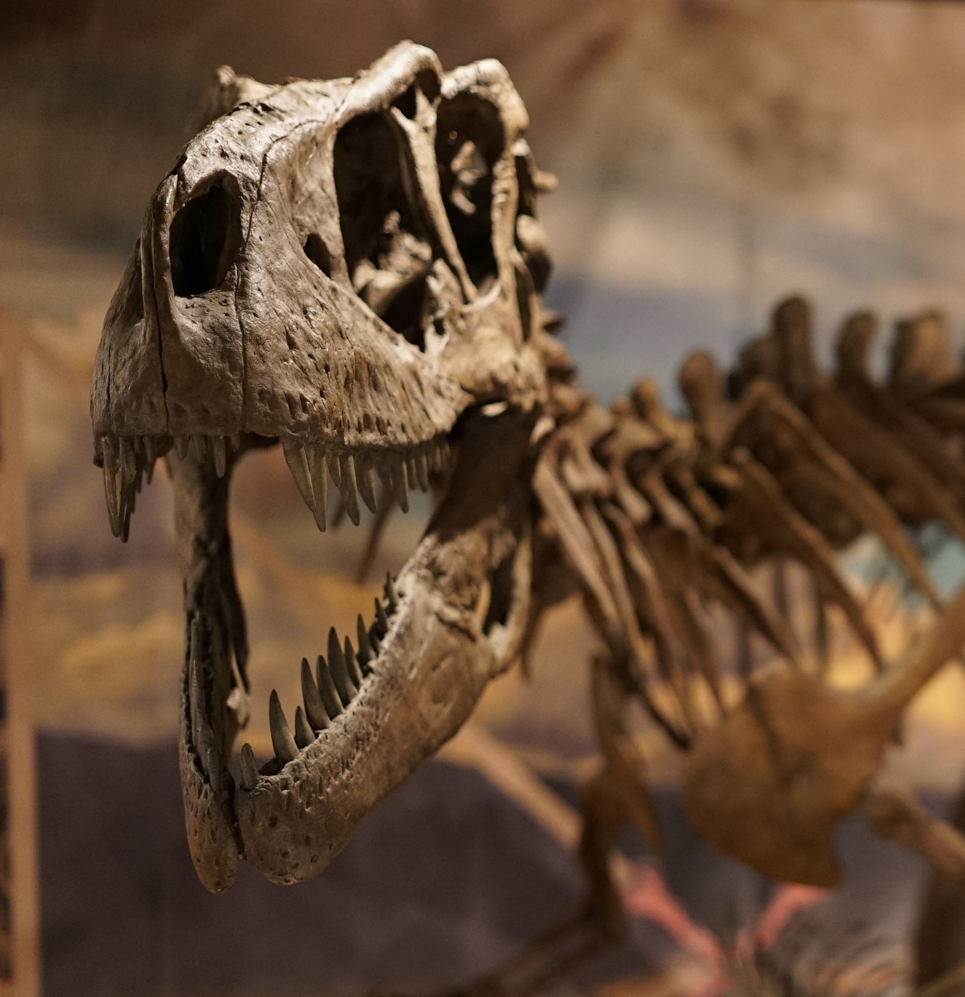 A close up of a dinosaur skeleton with its mouth open