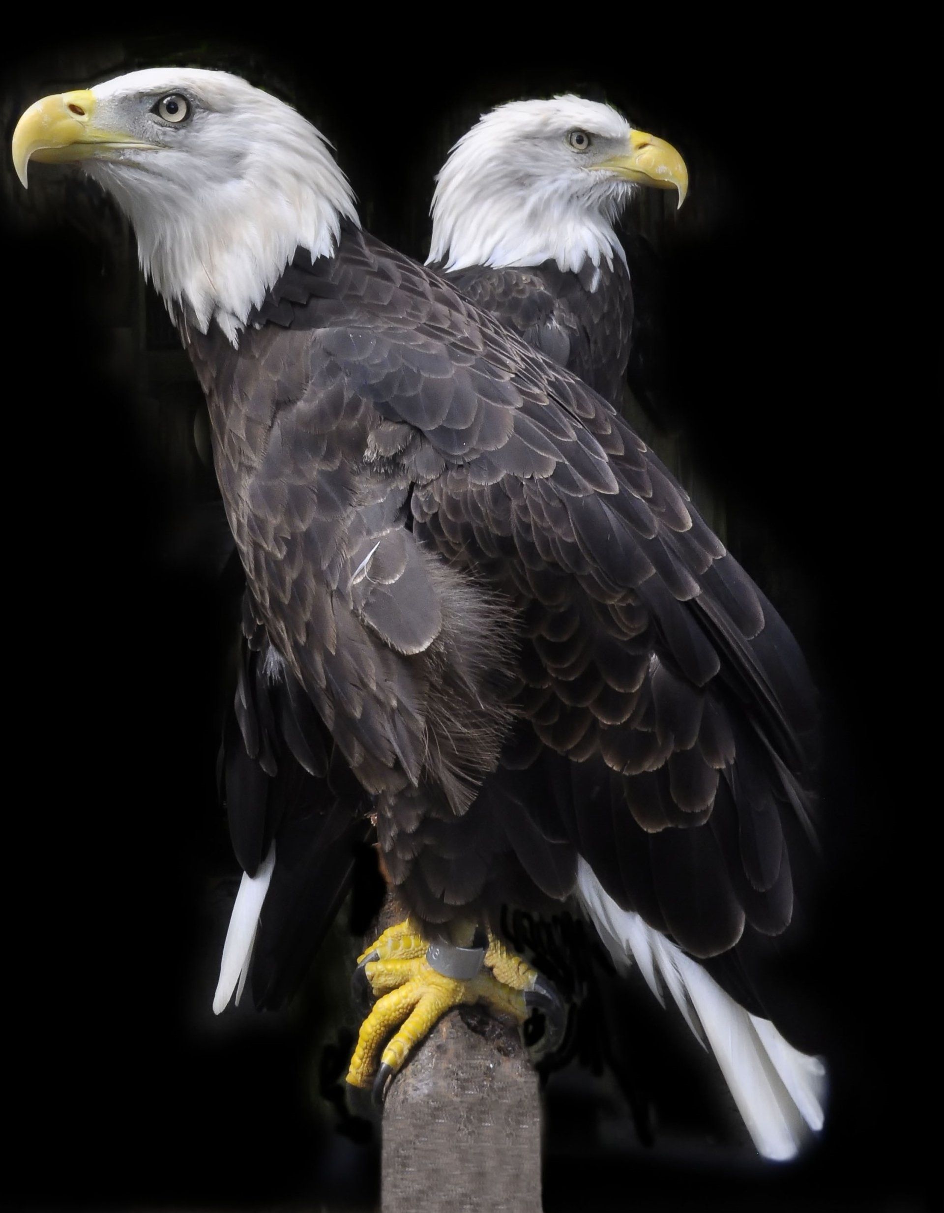 Two bald eagles standing next to each other on a post