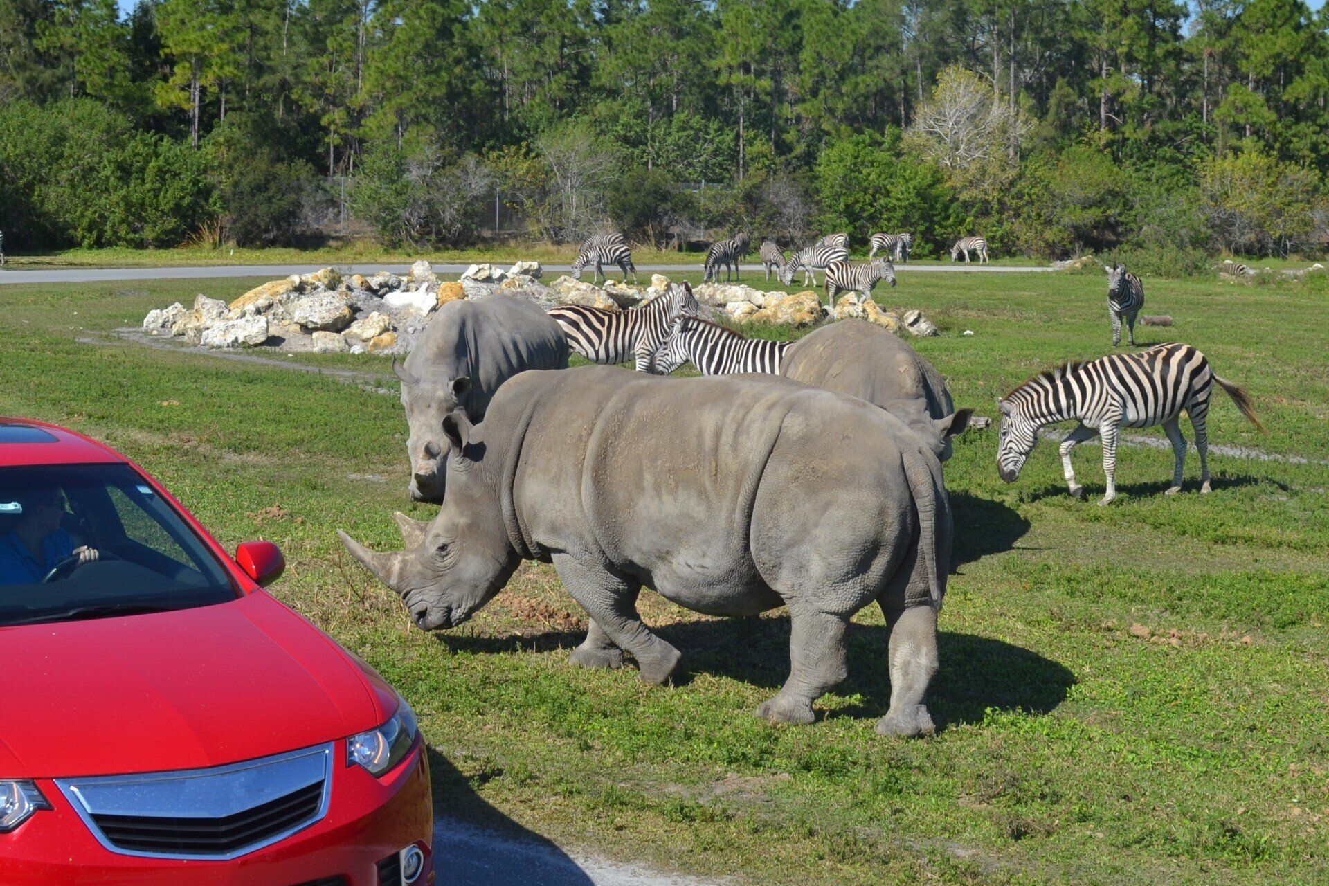 A red car is parked in front of a field of rhinos and zebras