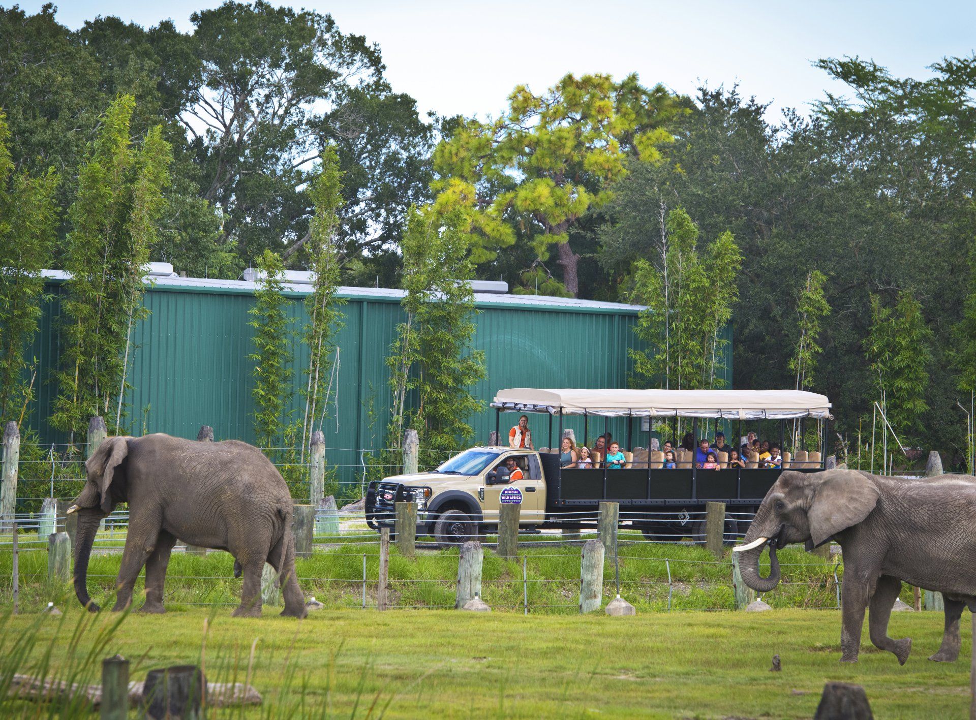 Two elephants are walking in front of a safari vehicle