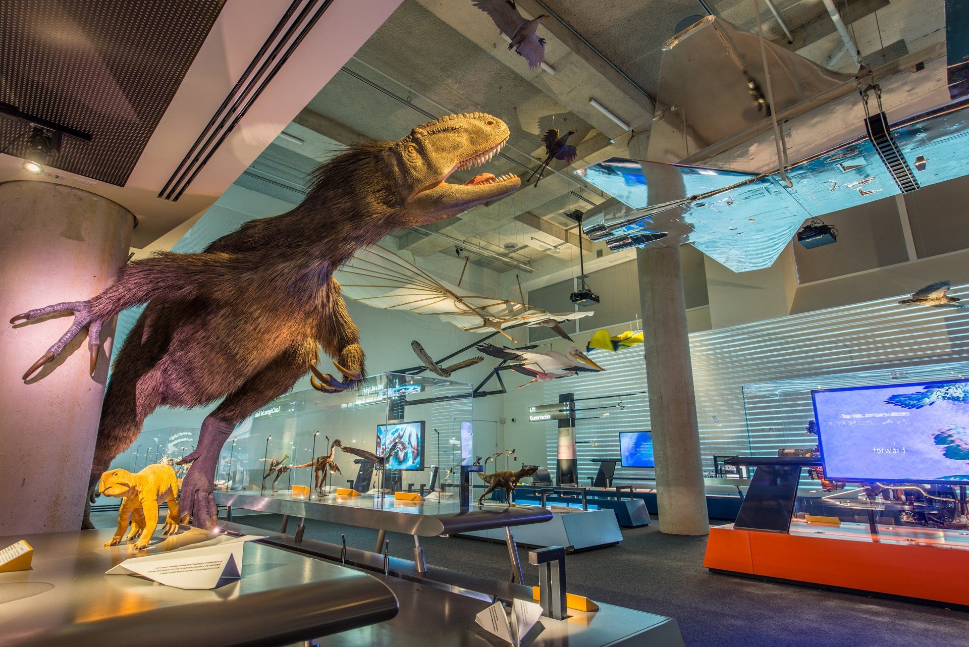 A large dinosaur is hanging from the ceiling of a museum.