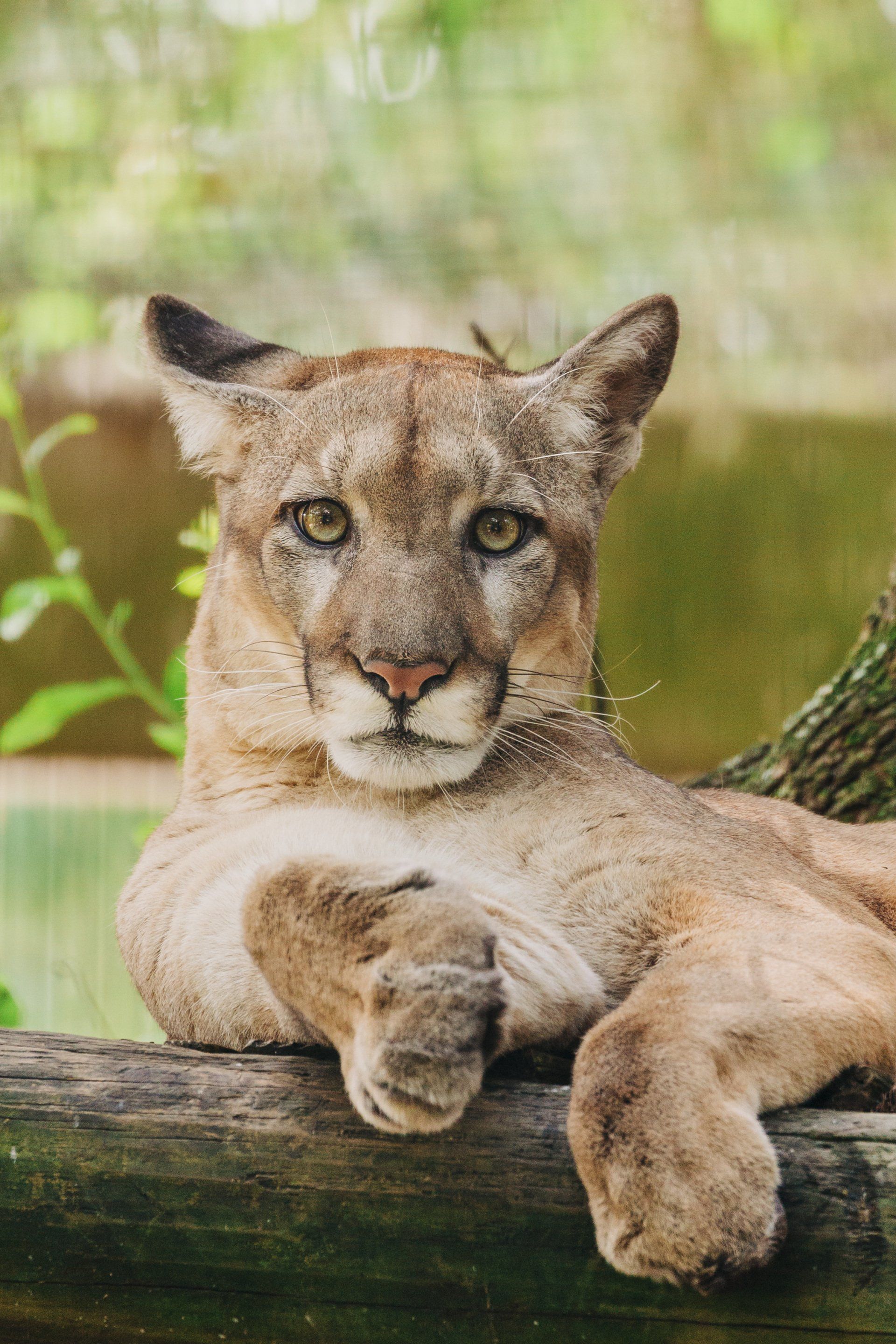 A mountain lion is laying on a tree branch looking at the camera.