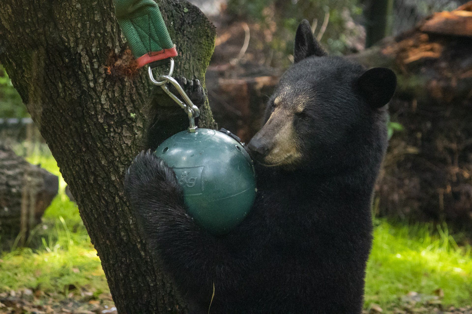 A black bear is playing with a green ball attached to a tree.