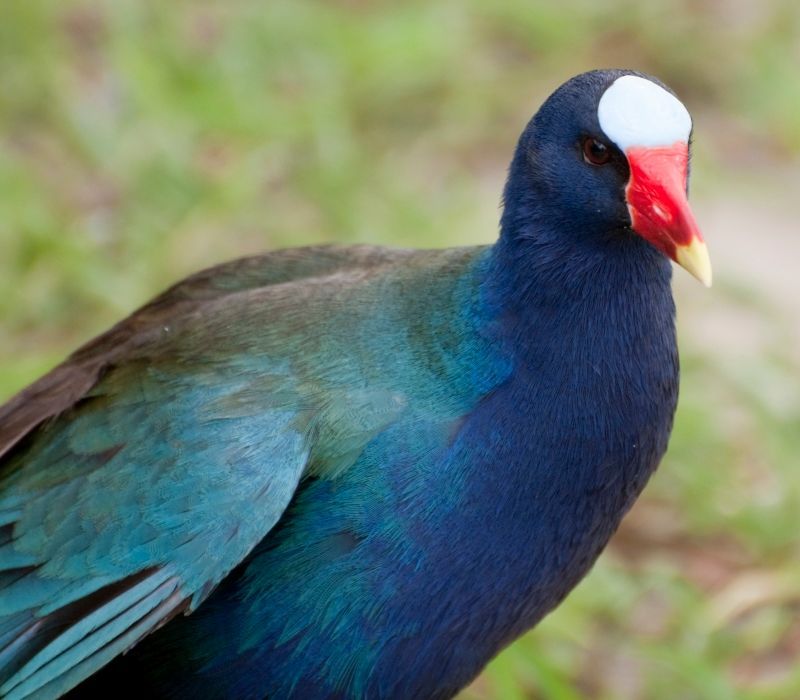 A blue bird with a white head and red beak