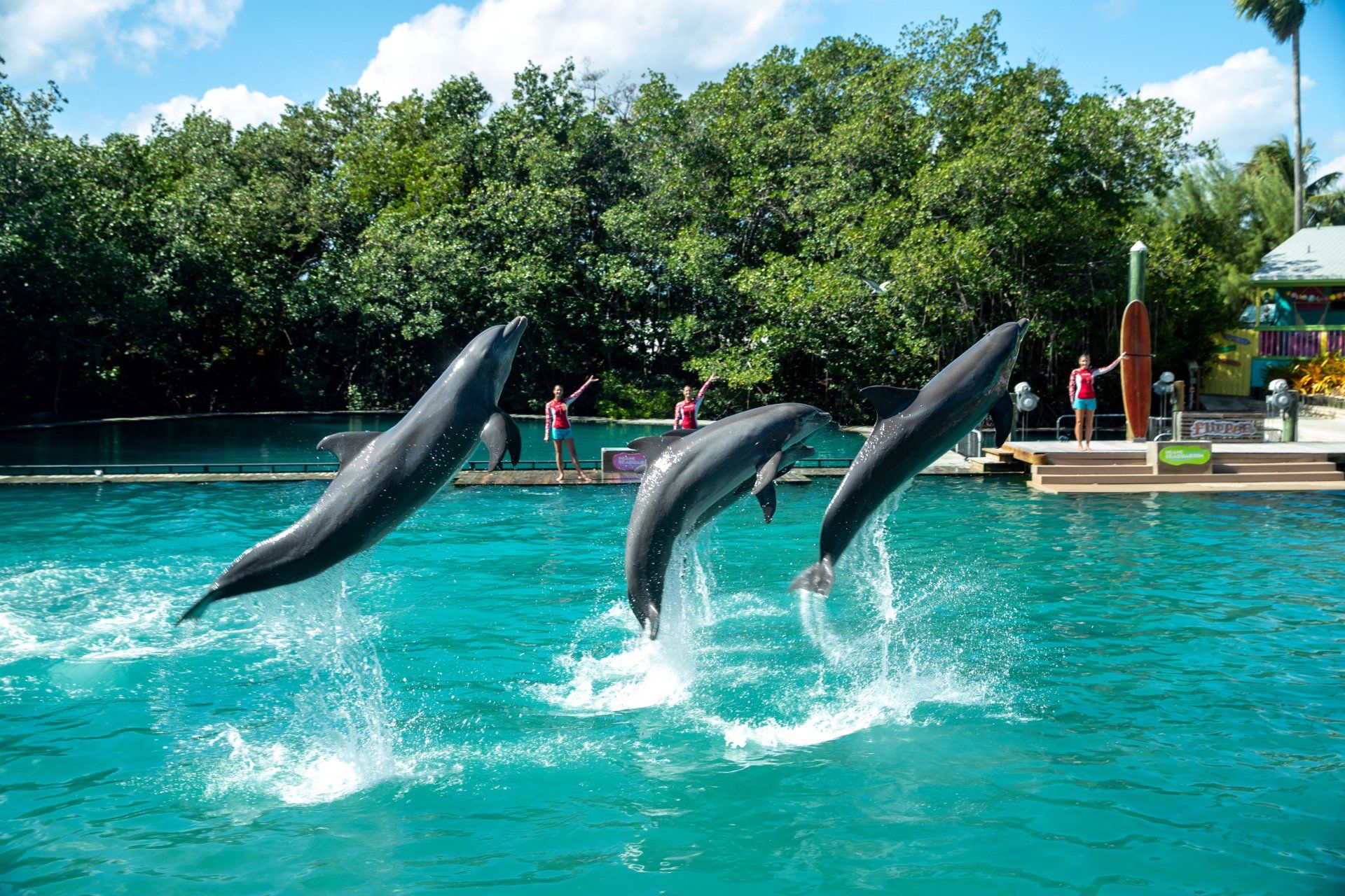 Three dolphins are jumping out of the water