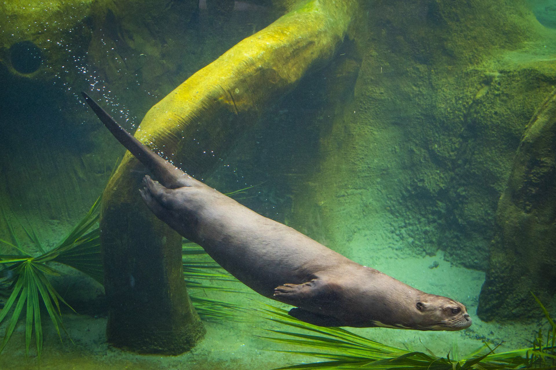 A large otter is swimming in a tank of water.
