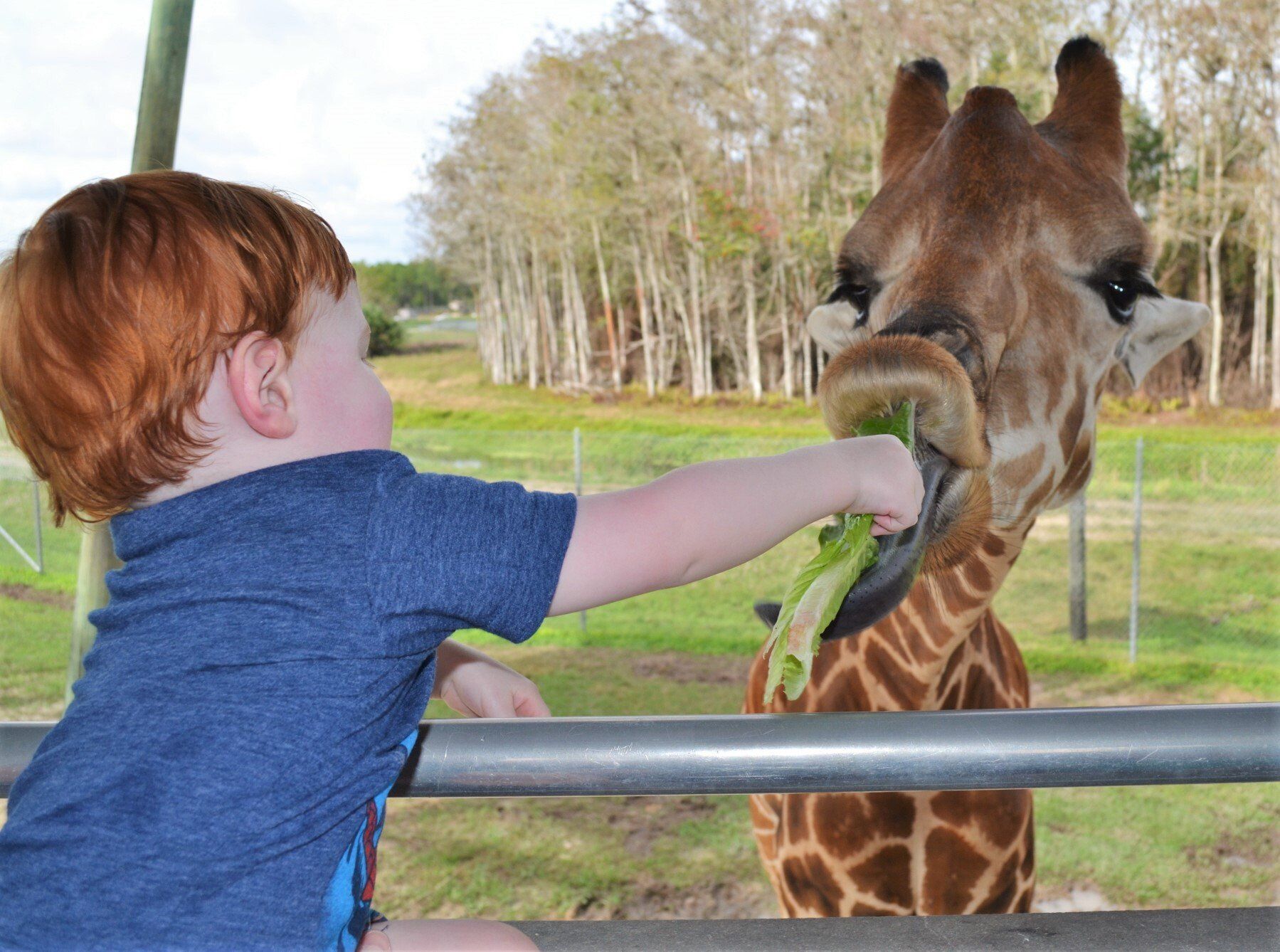 A little boy is feeding a giraffe a piece of lettuce