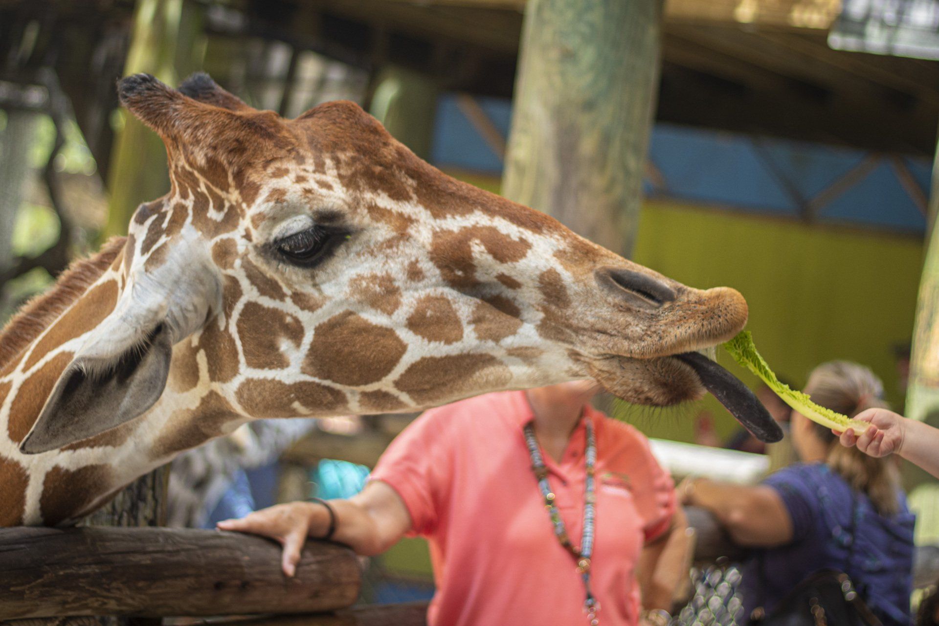 A giraffe is eating a leaf from a person 's hand.