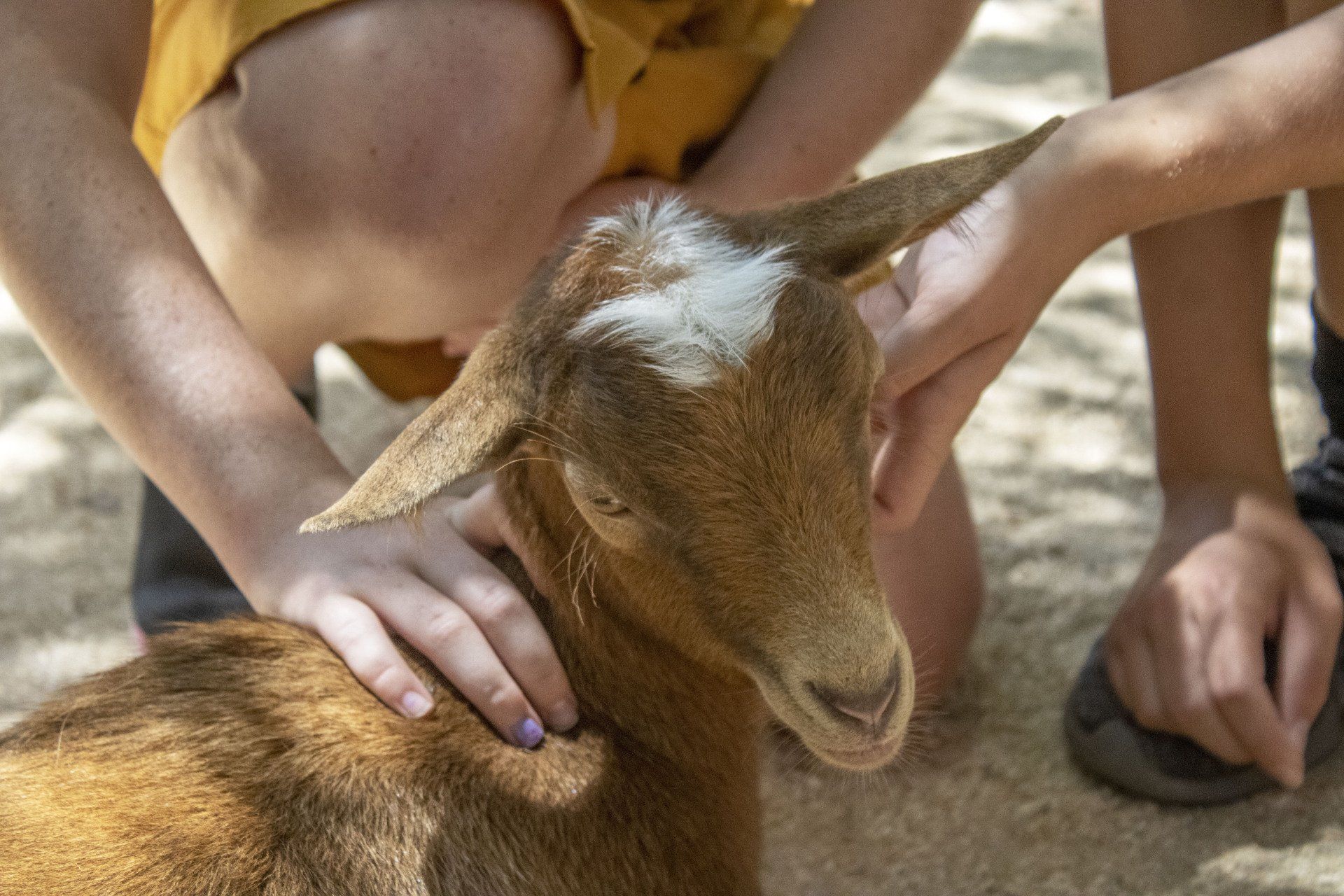 A person is petting a goat on the ground.