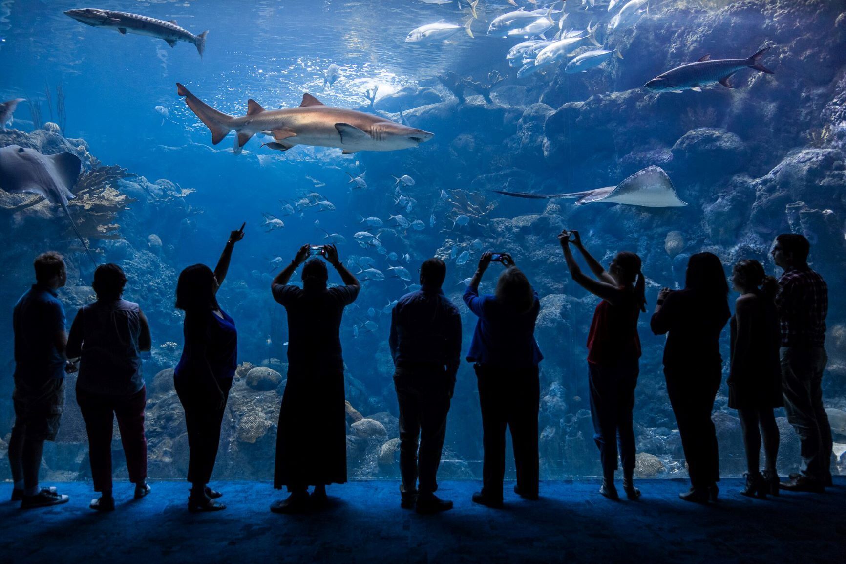 A group of people are standing in front of an aquarium watching a shark.
