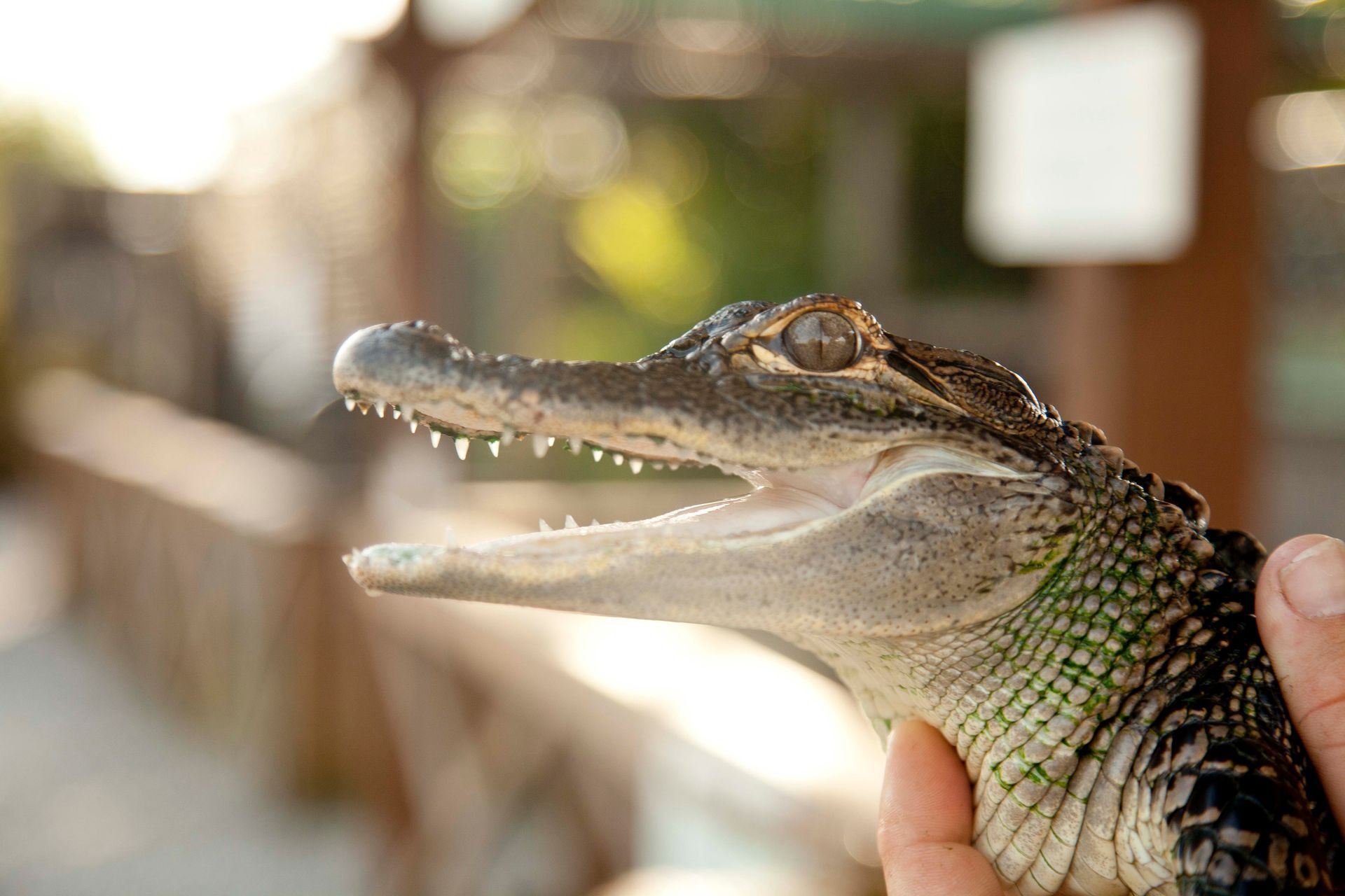 A person is holding a small alligator in their hand with its mouth open.