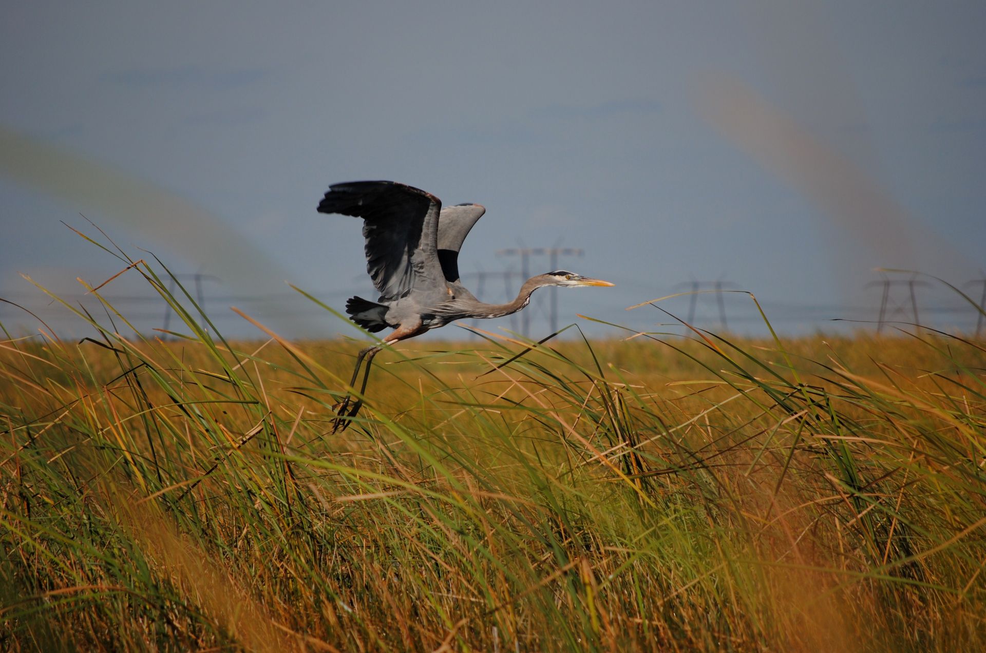 A bird is flying over a field of tall grass.