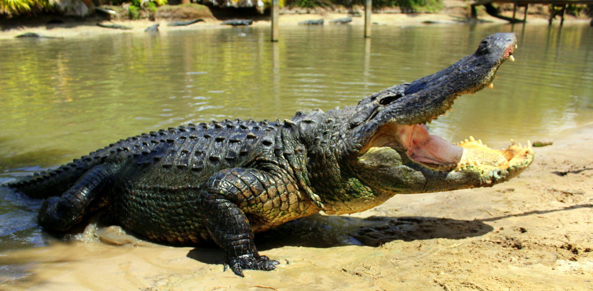 A large alligator is laying on the beach with its mouth open.
