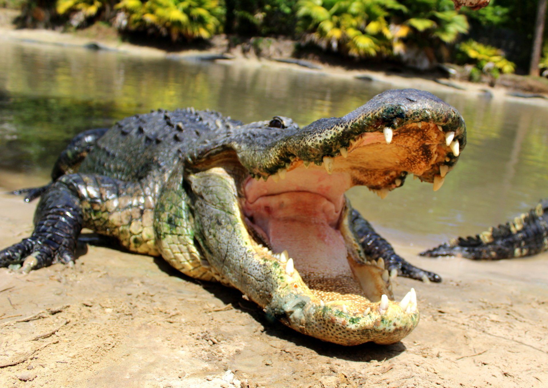 A large alligator is laying on the ground with its mouth open.