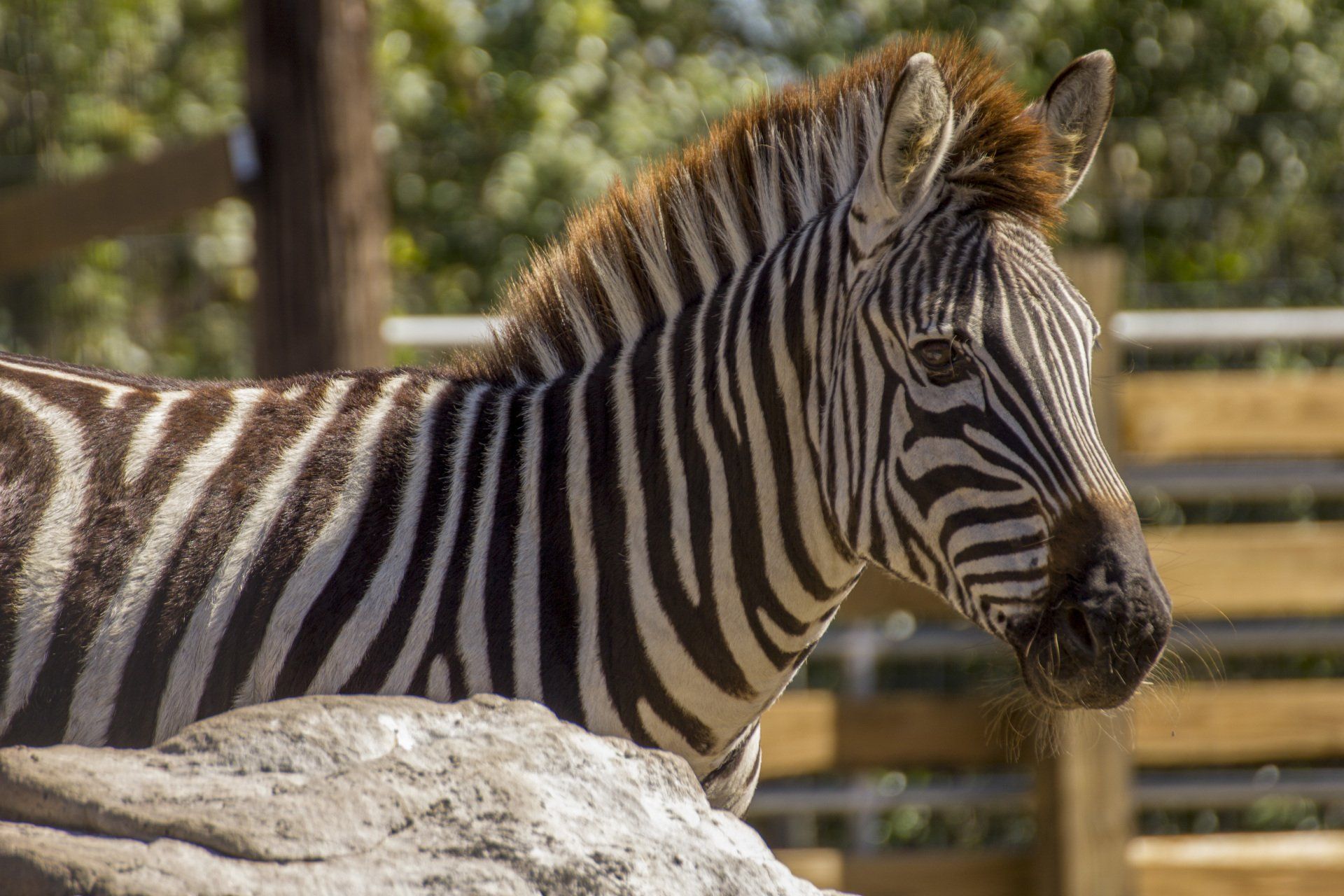 A zebra is laying on a rock in a zoo enclosure.