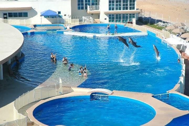 A group of people are swimming in a pool with dolphins jumping out of it