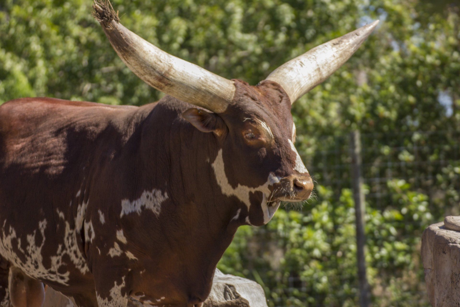 A brown and white bull with long horns is standing in a field.