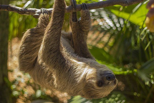 A sloth is hanging upside down from a tree branch.