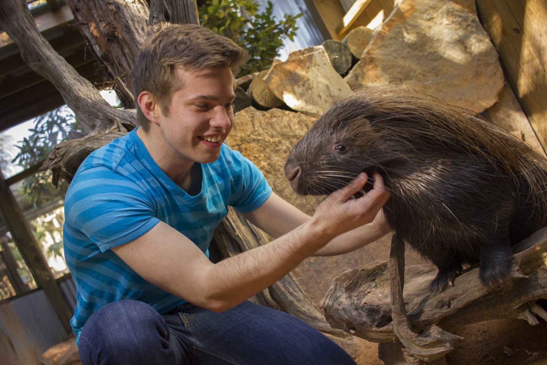A man is petting a porcupine in a zoo.