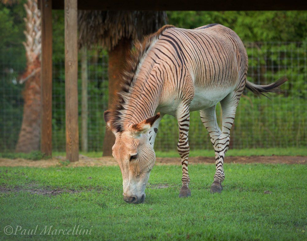 A zebra is grazing on a lush green field.
