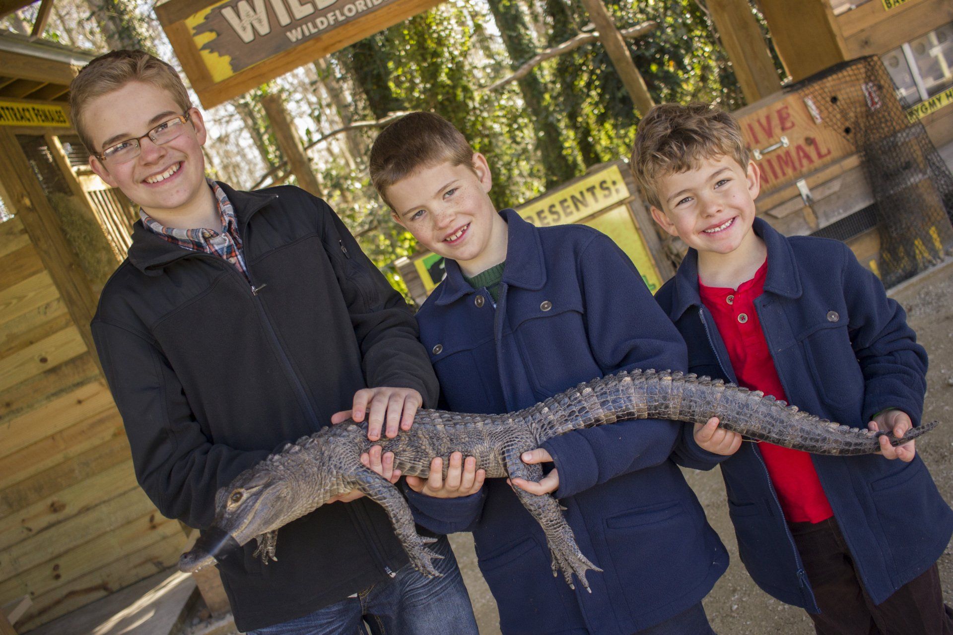 Three young boys are holding a large alligator in their hands.