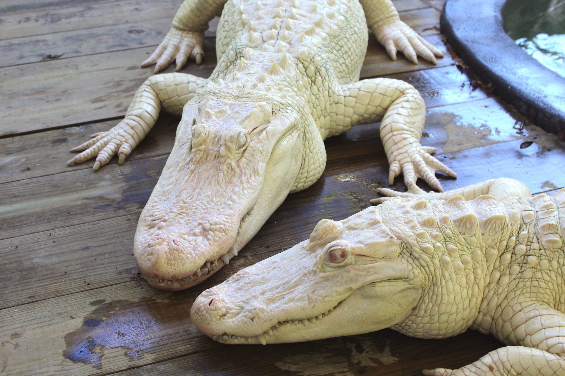 Two albino alligators are laying on a wooden floor