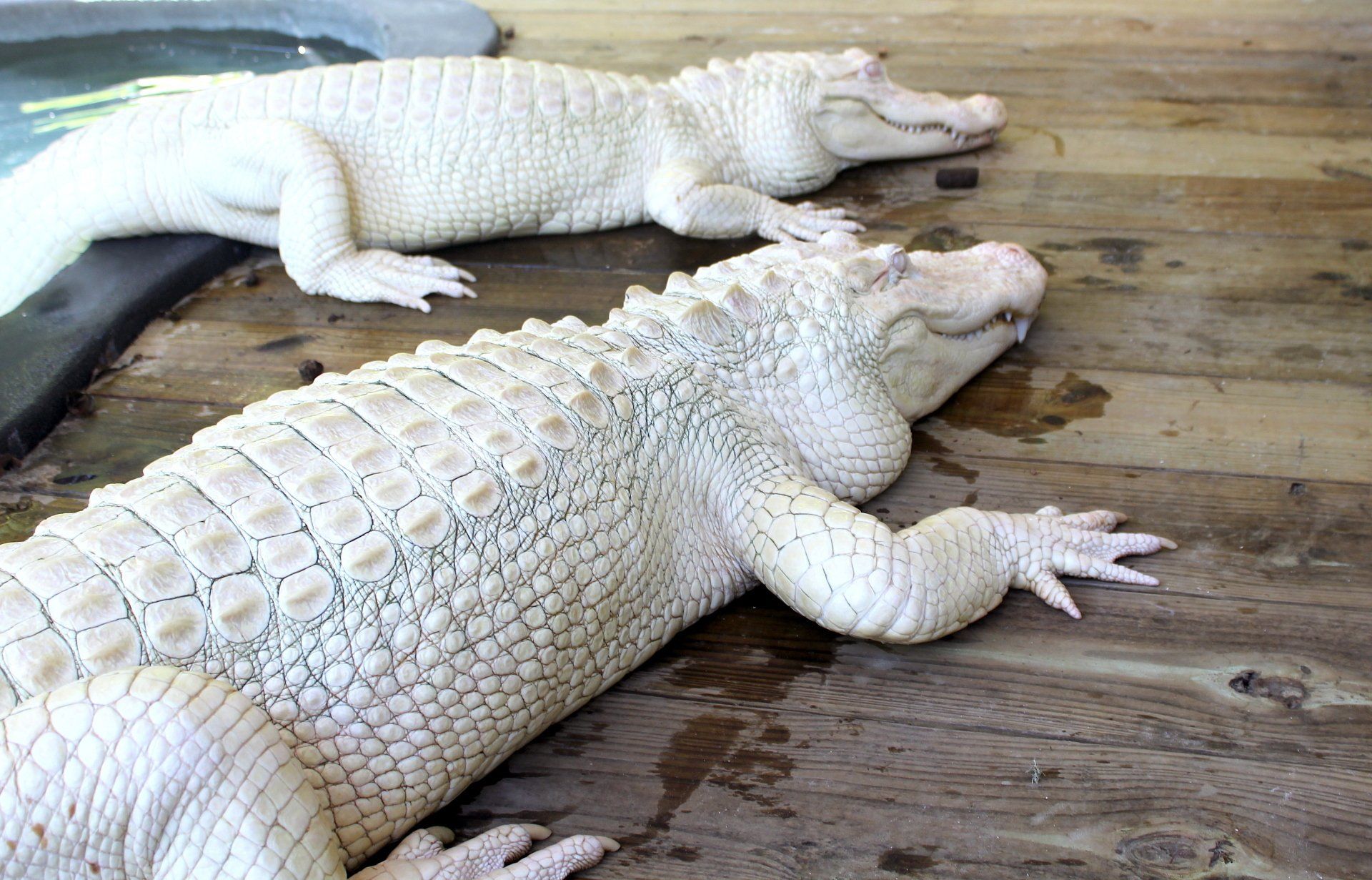 Two white alligators are laying on a wooden floor.