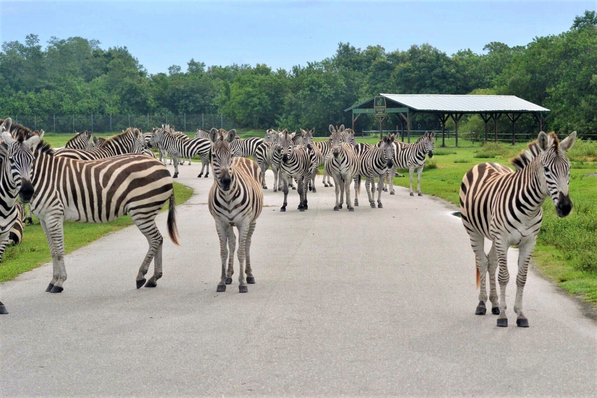A herd of zebras are walking down a road.
