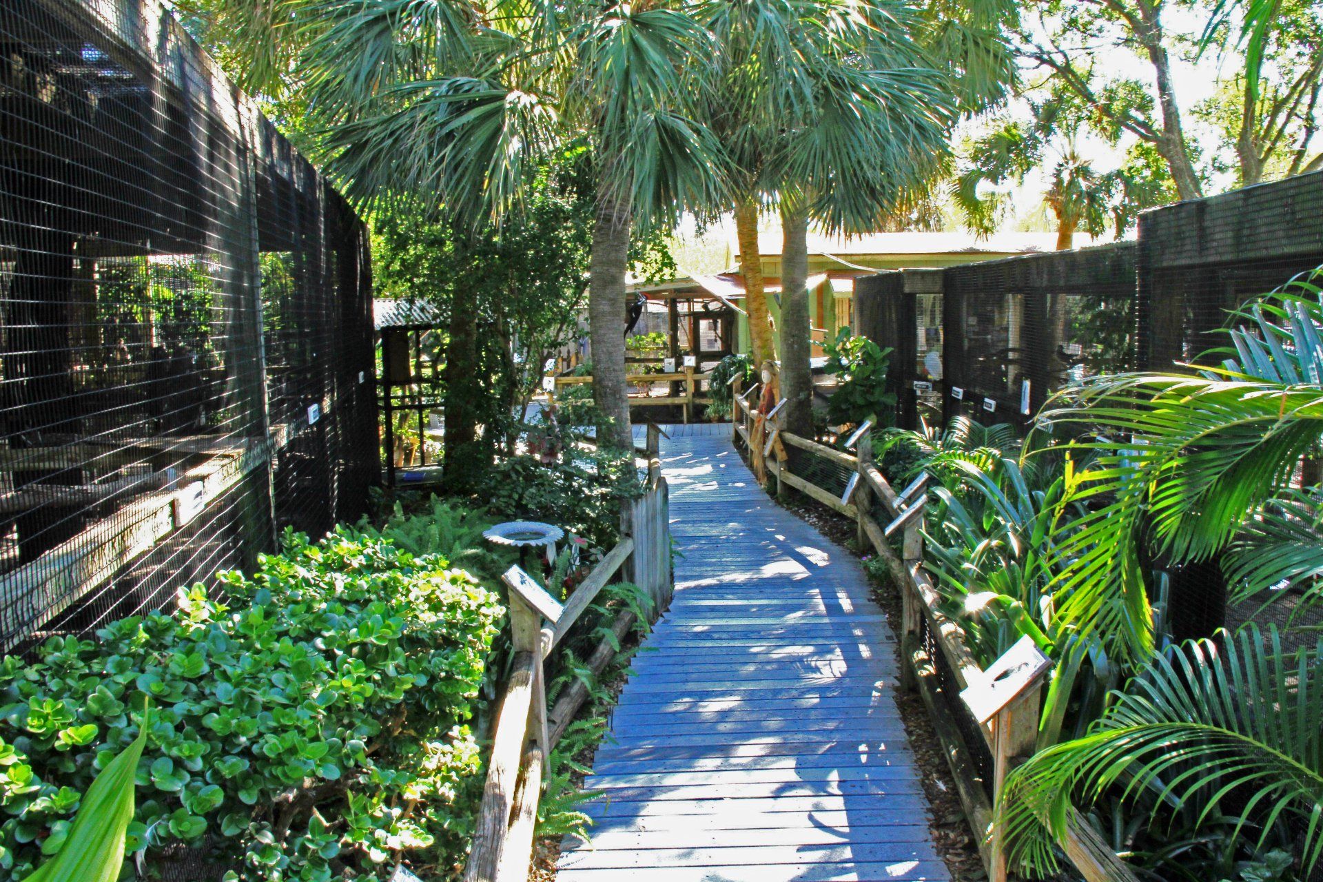 A wooden walkway going through a lush green forest