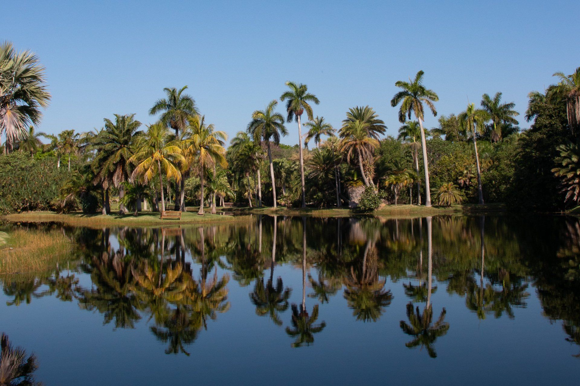 Palm trees are reflected in the water of a lake