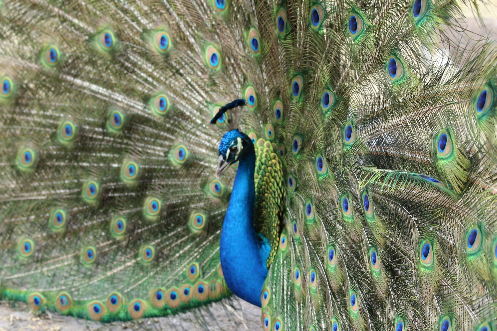 A peacock with its feathers spread out is standing on a rock.