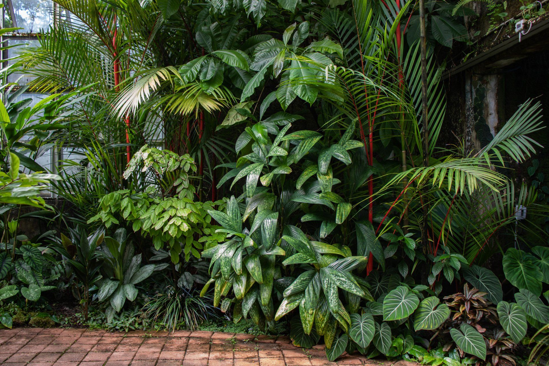 A lush green tropical garden with lots of plants and trees