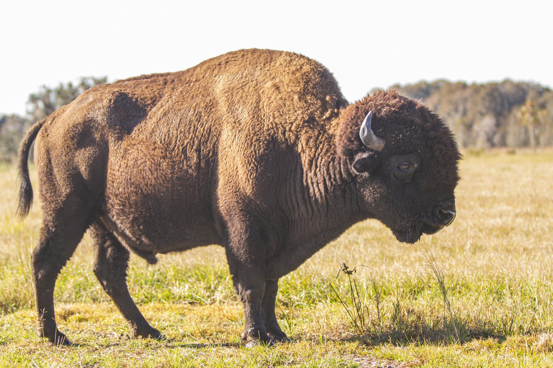 A bison is standing in a grassy field.