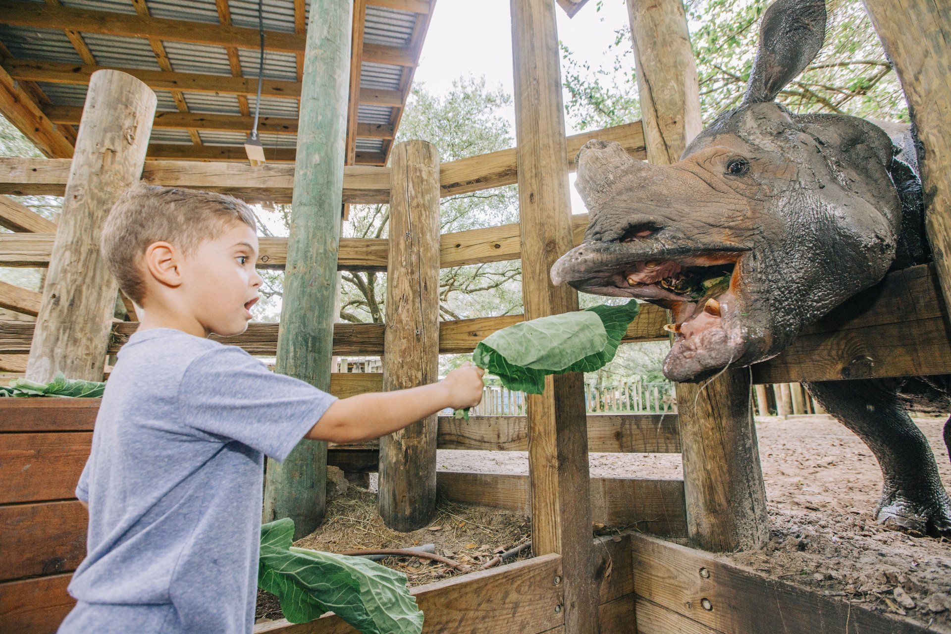 A young boy is feeding a rhino from a bottle.