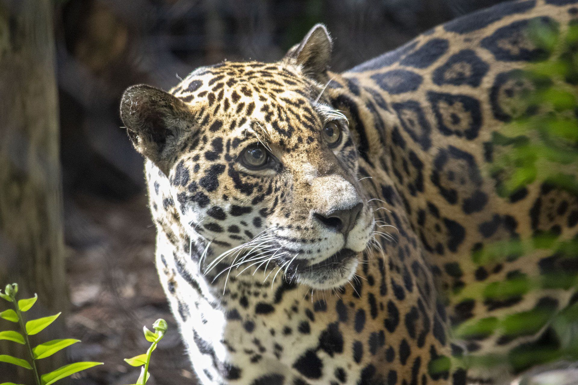 A close up of a jaguar standing in the woods looking at the camera.