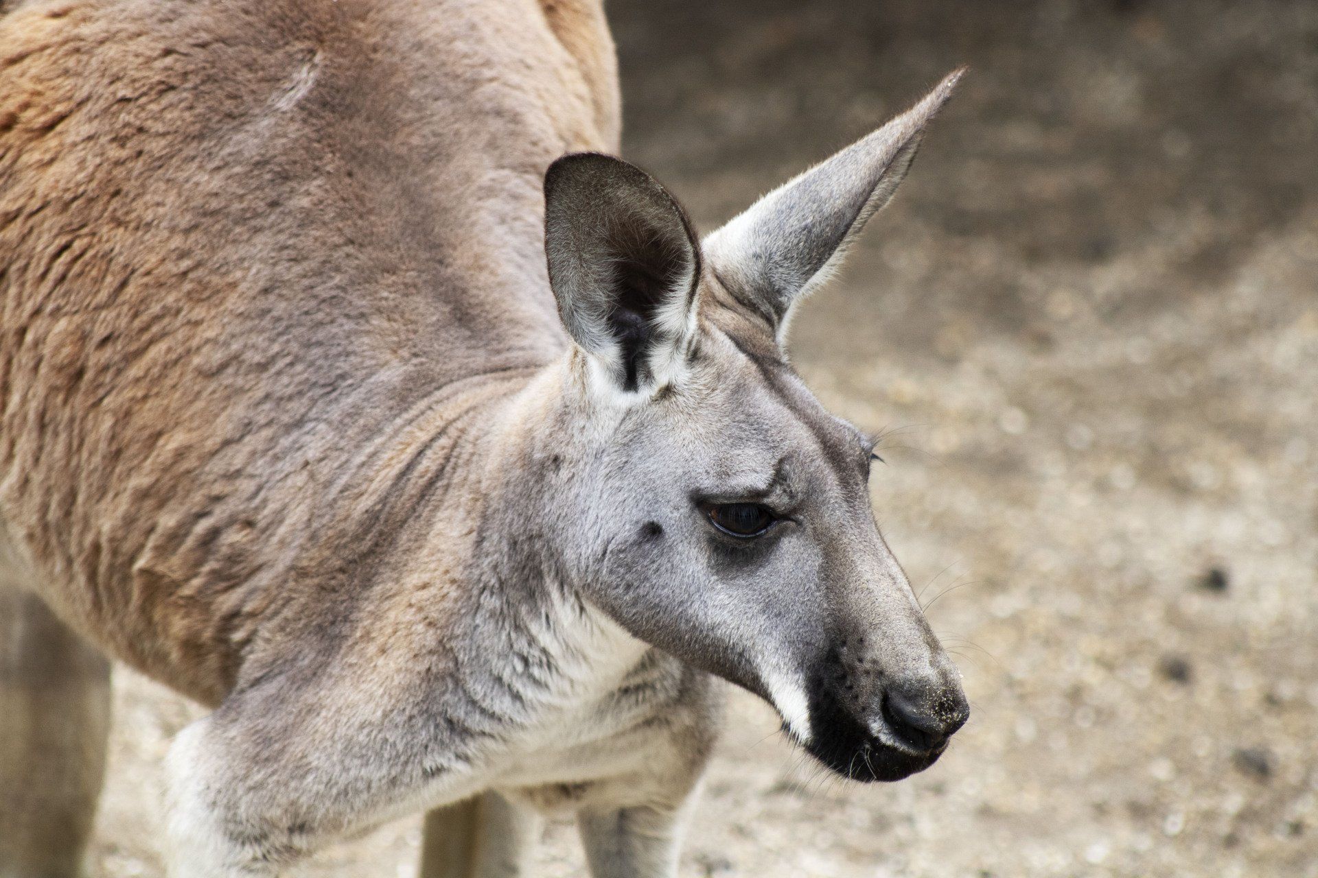 A kangaroo is standing in the dirt and looking at the camera.