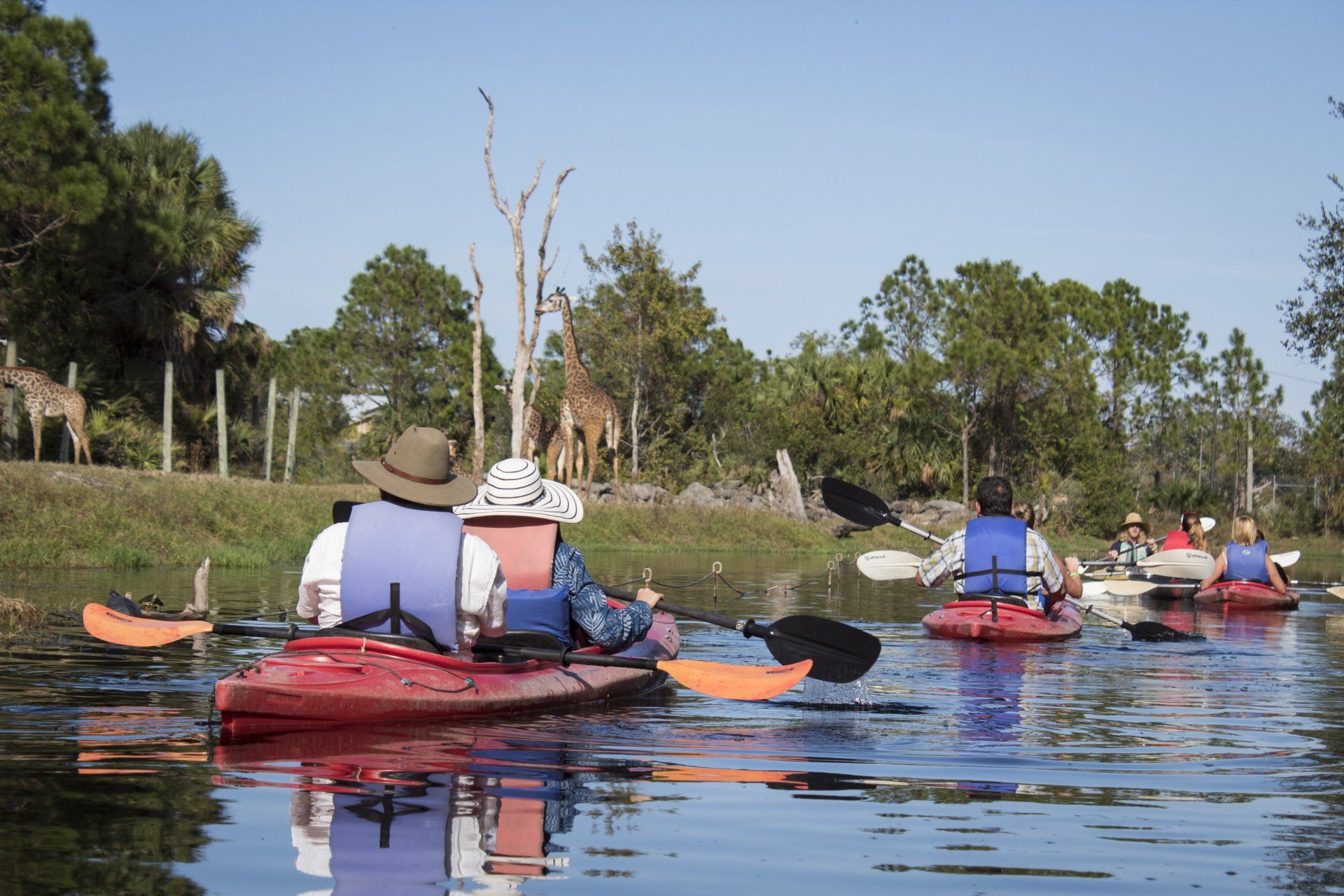 A group of people are paddling kayaks on a river.