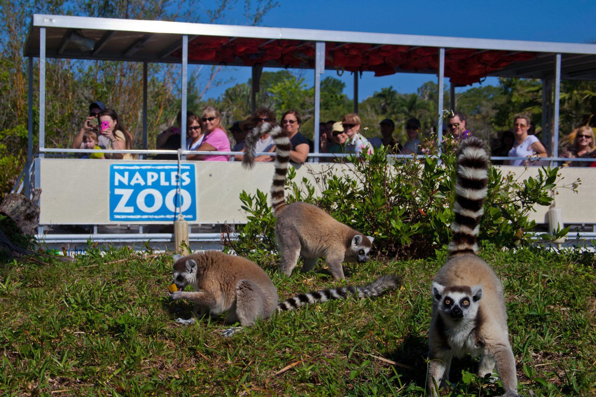 A group of lemurs standing in front of a naples zoo bus
