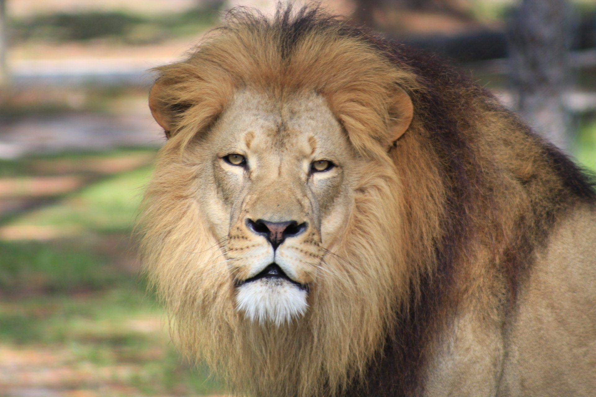 A close up of a lion with a long mane looking at the camera.