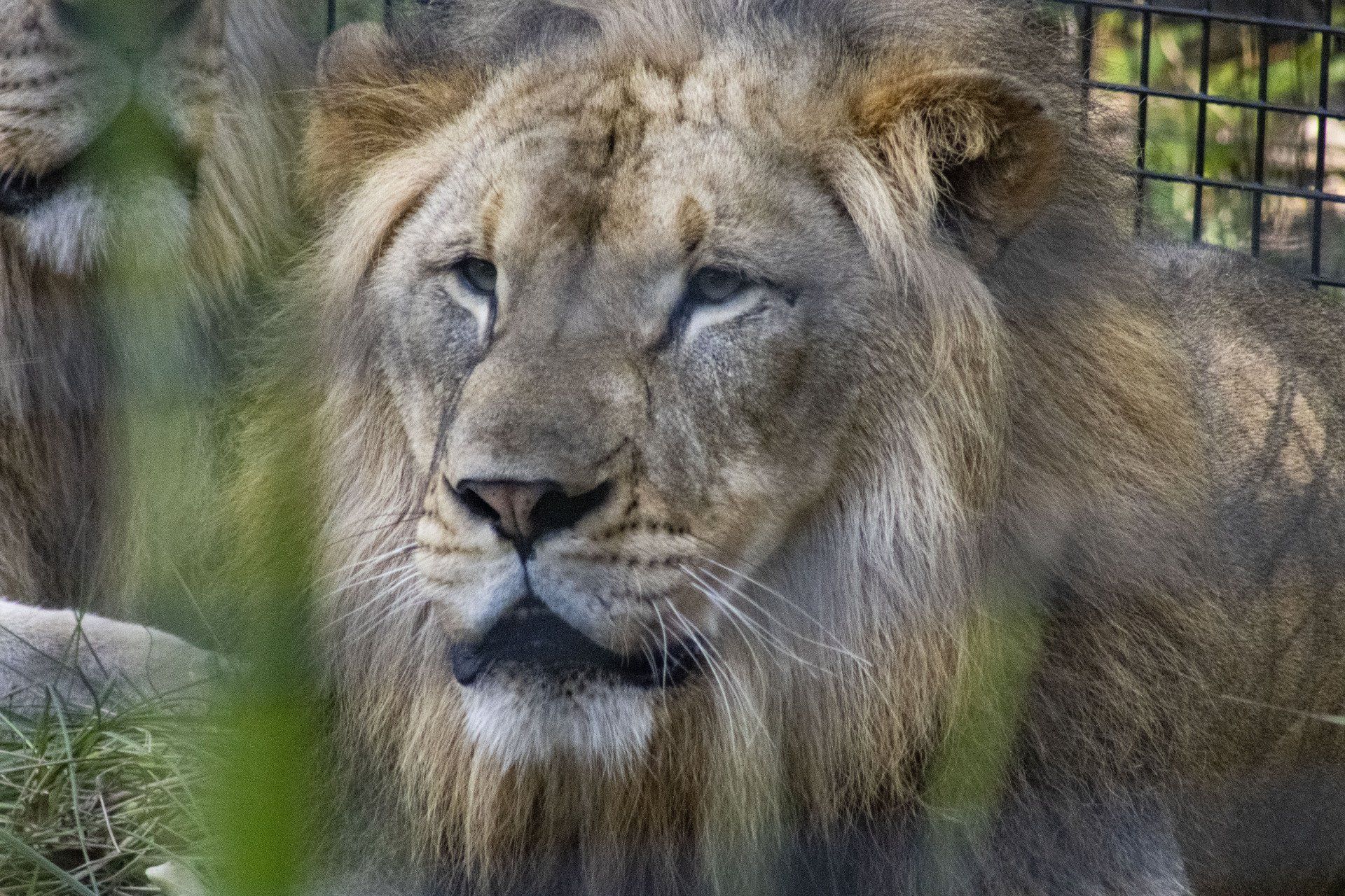A close up of a lion in a cage looking at the camera.