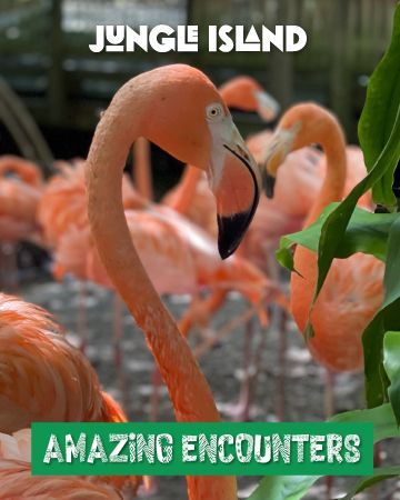 A group of flamingos are standing next to each other in the water.