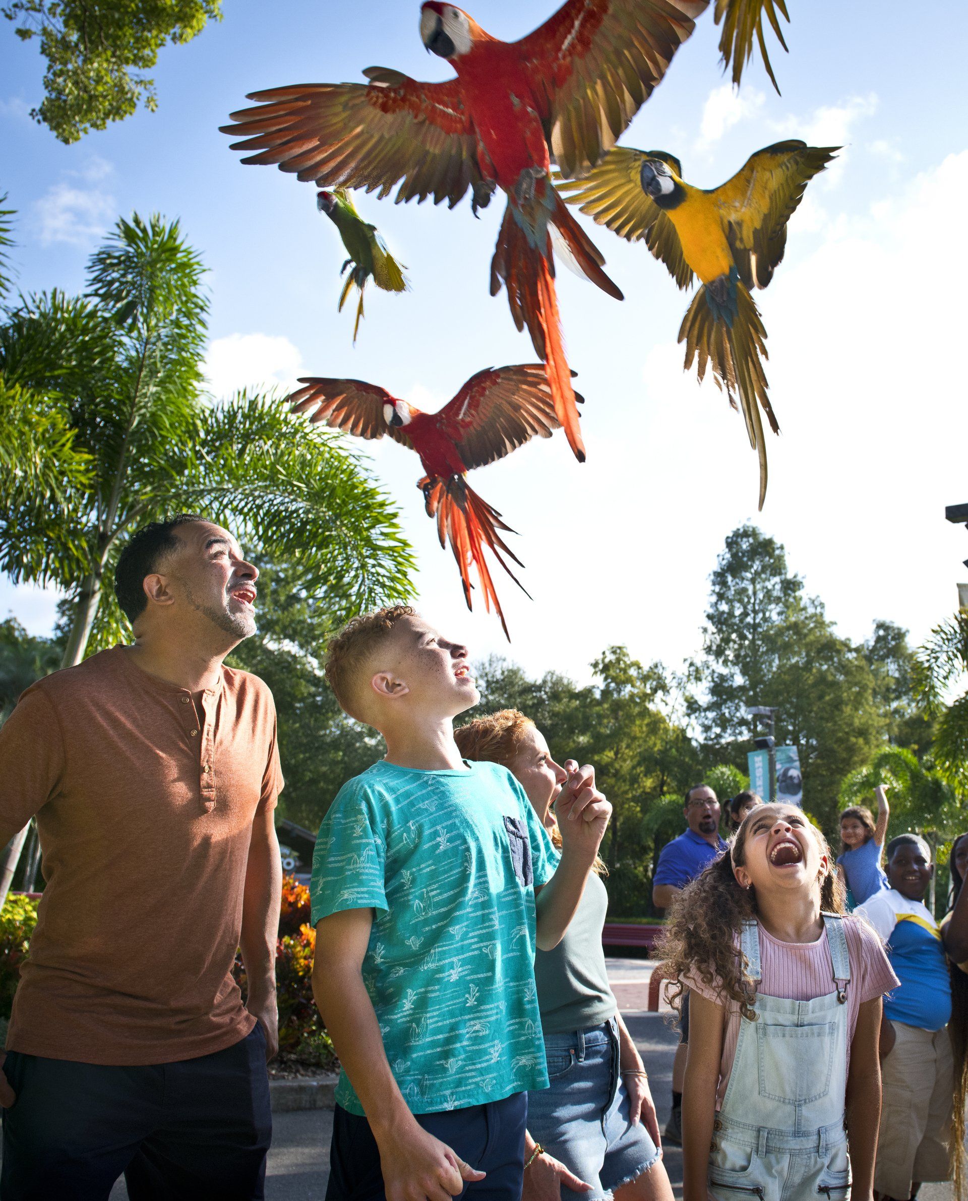 A group of people are looking up at birds flying in the sky
