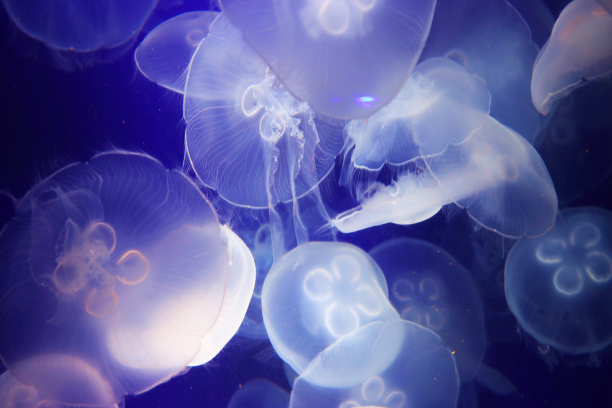 A group of jellyfish are swimming in the water.