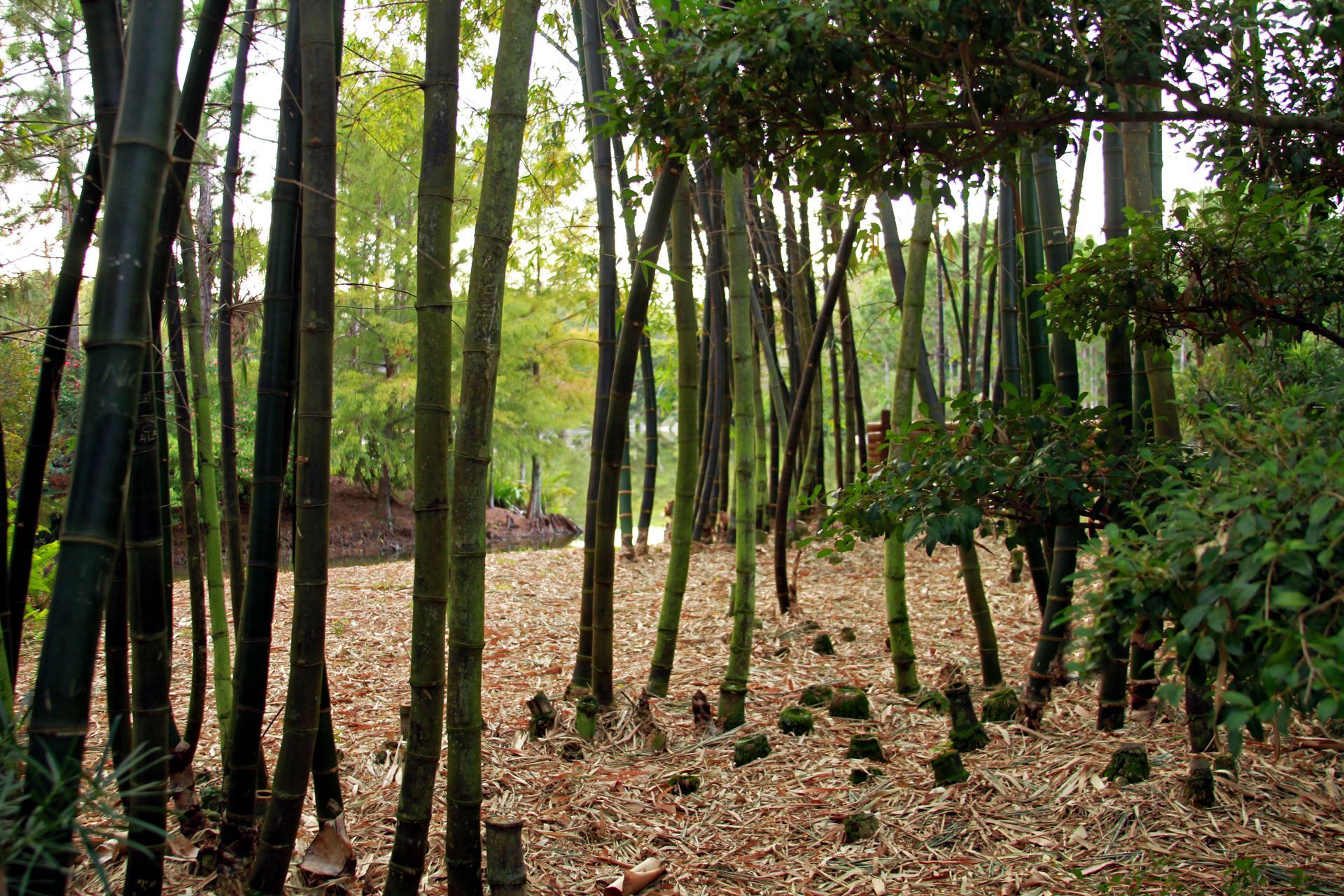 A forest with lots of trees and leaves on the ground
