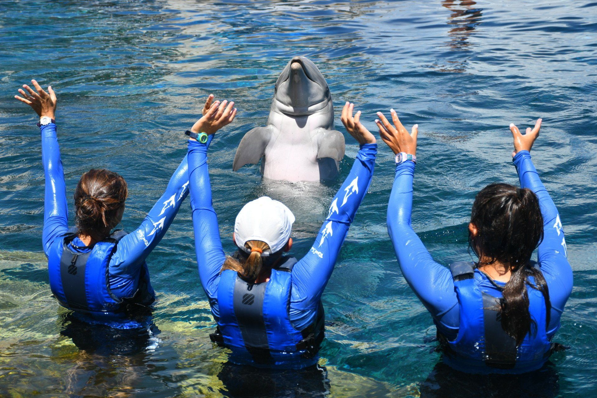 A group of people are standing in the water with their arms in the air and a dolphin in the background.