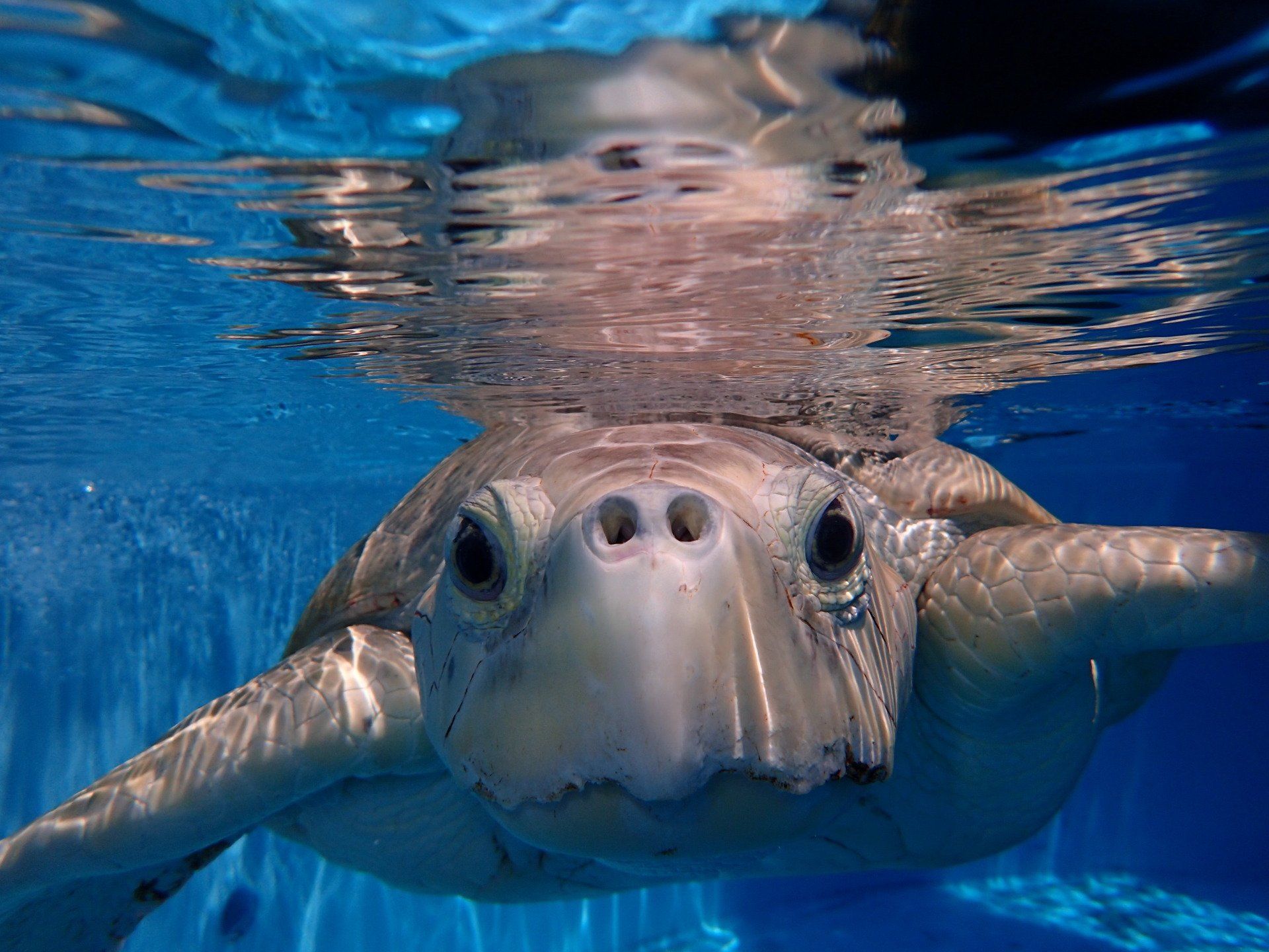 A sea turtle is swimming underwater in a pool