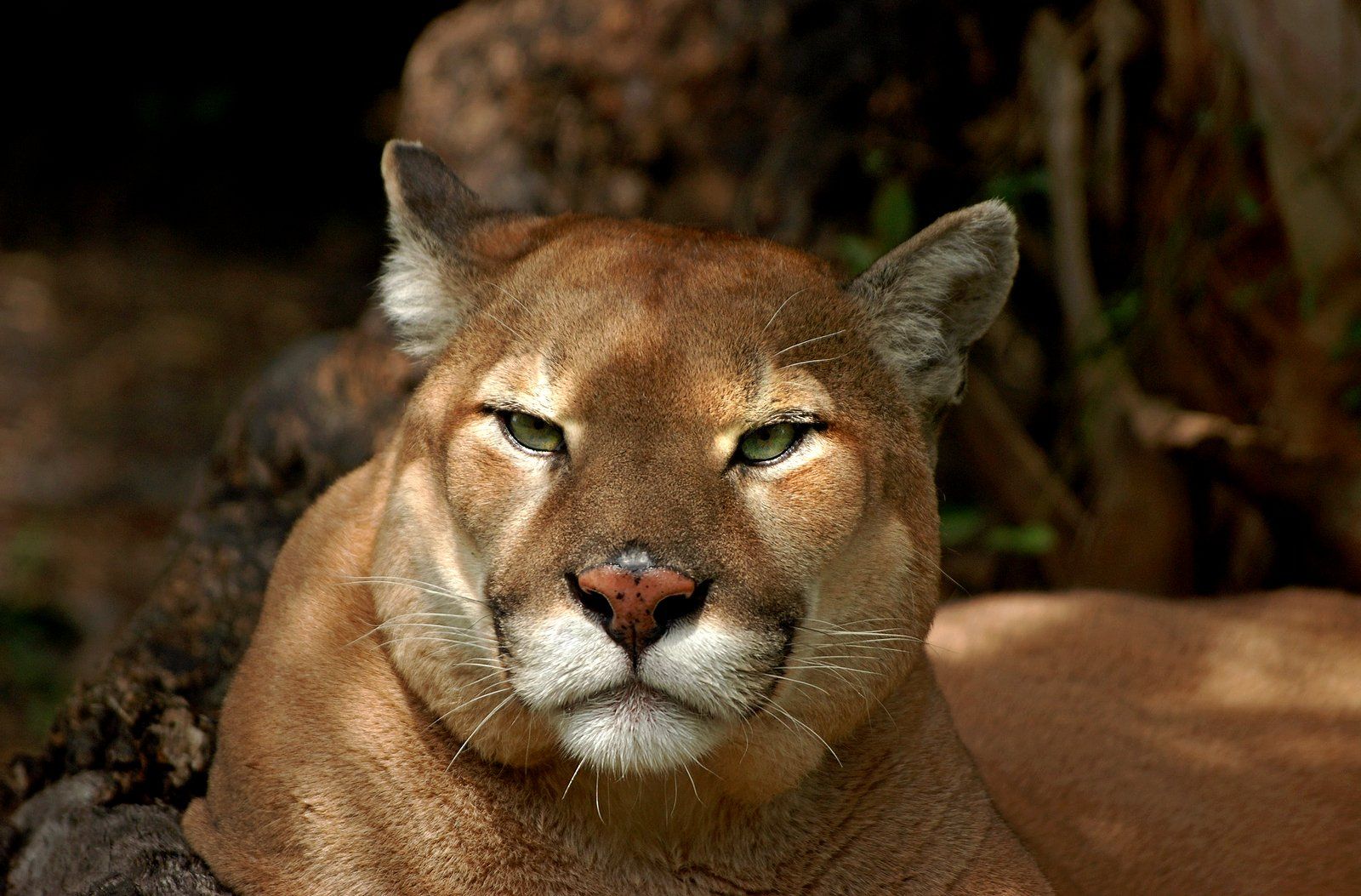 A close up of a mountain lion laying down looking at the camera.