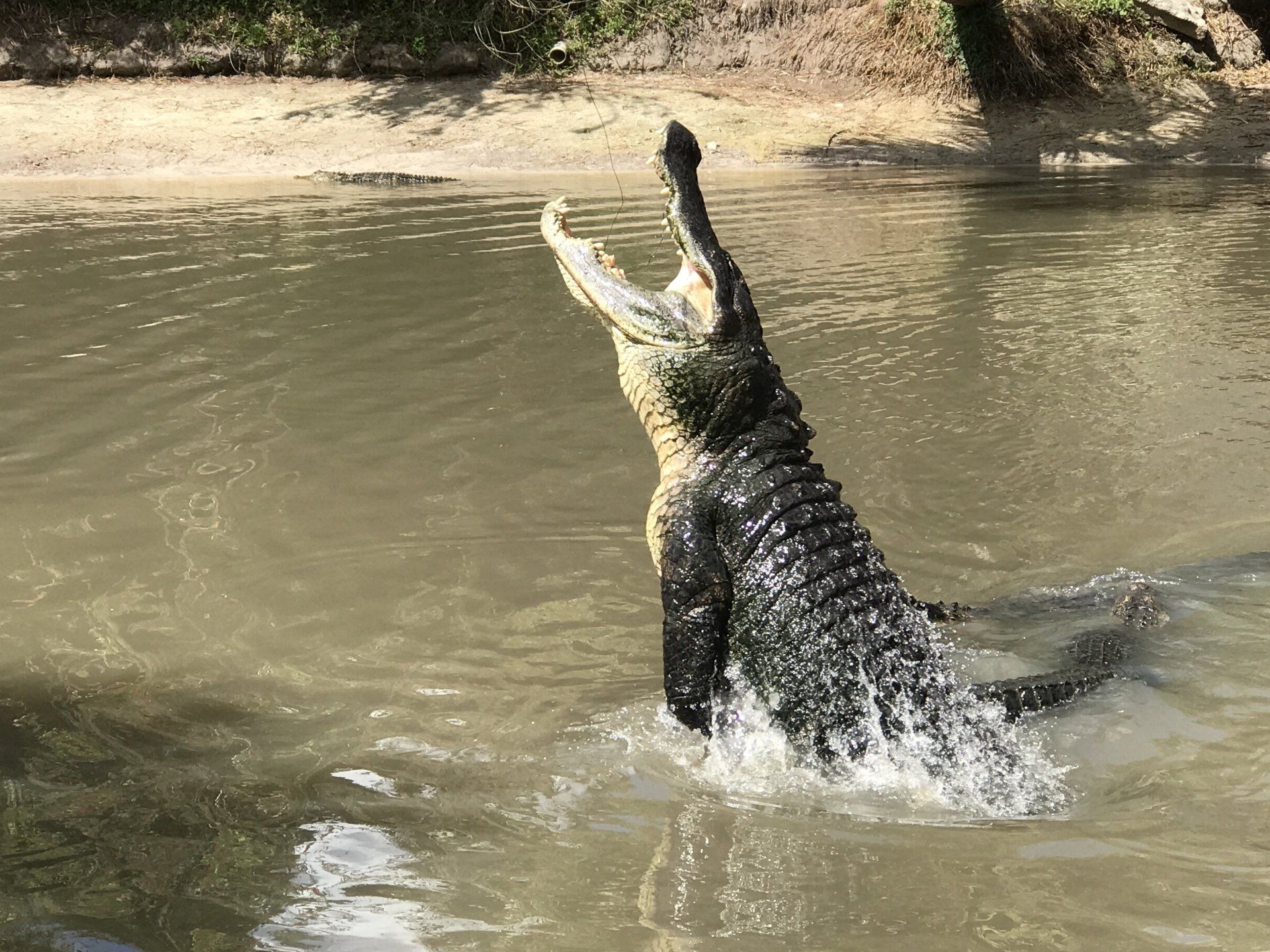 A crocodile is jumping out of the water with its mouth open.