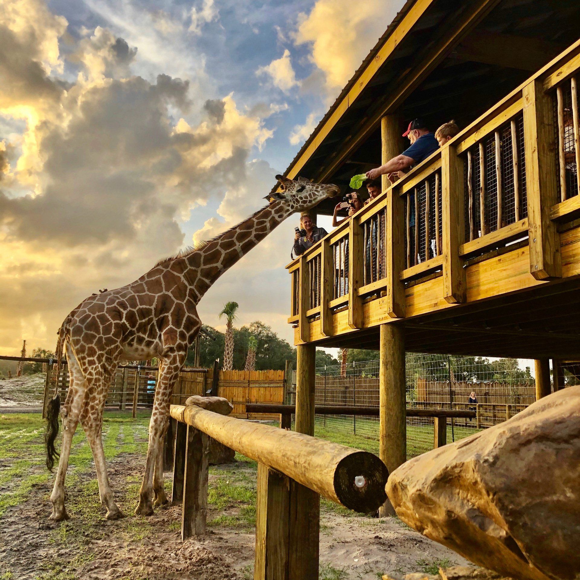 A giraffe is standing in front of a building with people watching from the balcony.